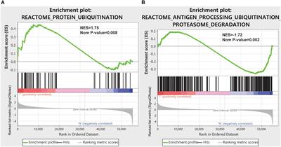 Identification of a Ubiquitination-Related Gene Risk Model for Predicting Survival in Patients With Pancreatic Cancer